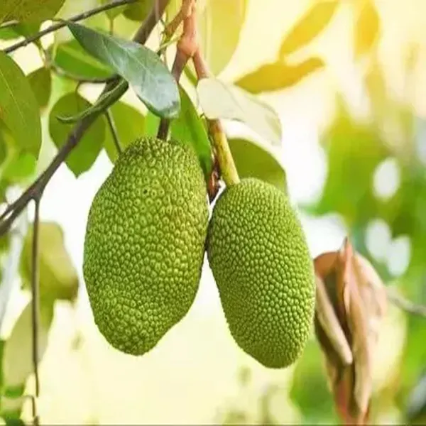 Thai_All_Season_Jackfruit_Panasa_Varikka_Katahal_Chakka_Grafted_Fruit_Plant