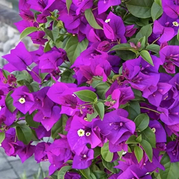 Purple_Colour_Bougainvillea_Kagoj_Ful_Shrubs_Flower_Plant