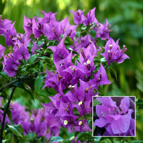 Purple_Colour_Bougainvillea_Kagoj_Ful_Shrubs_Flower_Plant