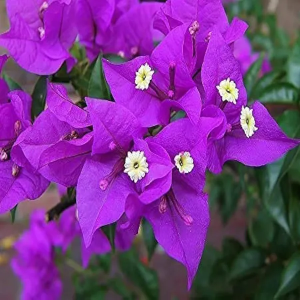 Purple_Colour_Bougainvillea_Kagoj_Ful_Shrubs_Flower_Plant