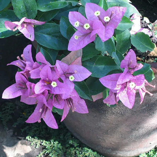 Purple_Colour_Bougainvillea_Kagoj_Ful_Shrubs_Flower_Plant