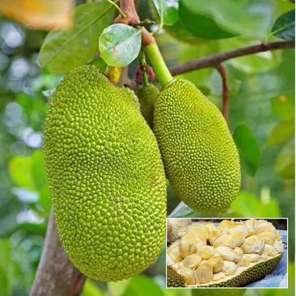 Giant_Big_Size_Jackfruit_Panasa_Varikka_Katahal_Chakka_Grafted_Fruit_Plant
