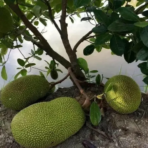 Giant_Big_Size_Jackfruit_Panasa_Varikka_Katahal_Chakka_Grafted_Fruit_Plant