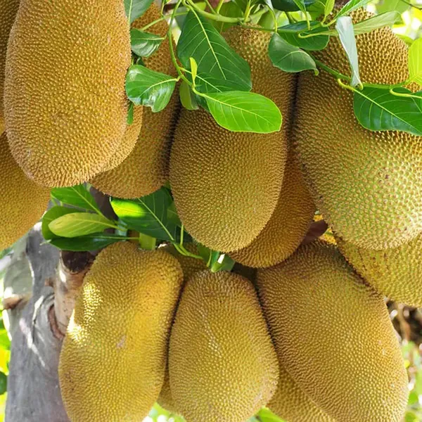 Giant_Big_Size_Jackfruit_Panasa_Varikka_Katahal_Chakka_Grafted_Fruit_Plant
