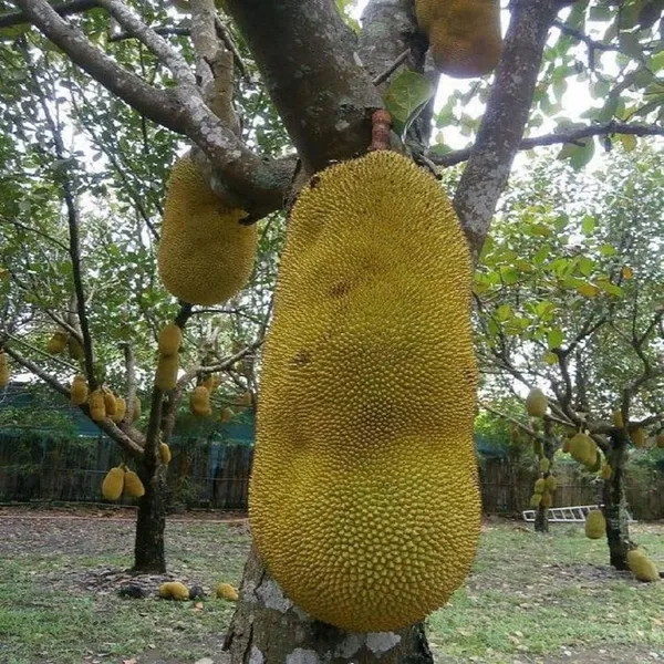 Giant_Big_Size_Jackfruit_Panasa_Varikka_Katahal_Chakka_Grafted_Fruit_Plant