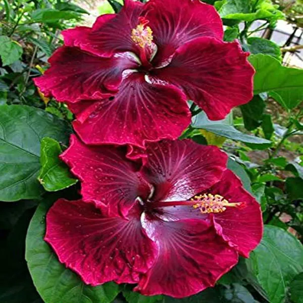 Red_Colour_Hybrid_Hibiscus_Joba_Gudhal_Flower_Plant