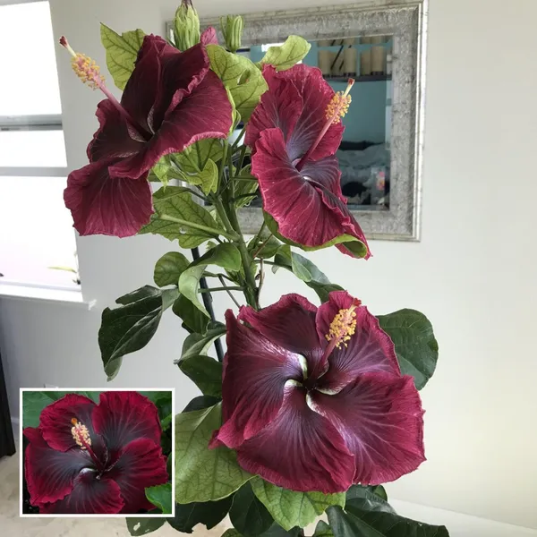 Red_Colour_Hybrid_Hibiscus_Joba_Gudhal_Flower_Plant