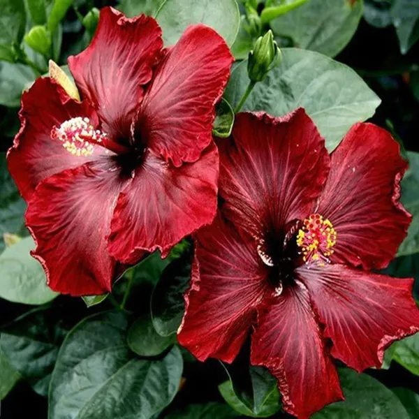 Red_Colour_Hybrid_Hibiscus_Joba_Gudhal_Flower_Plant