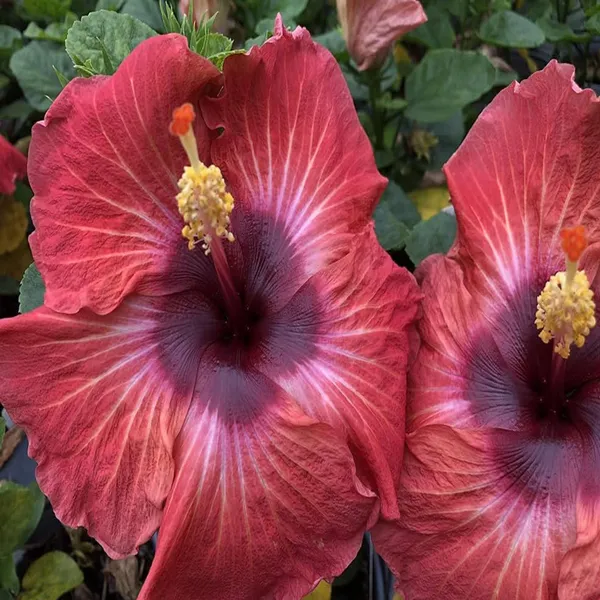 Red_Colour_Hybrid_Hibiscus_Joba_Gudhal_Flower_Plant