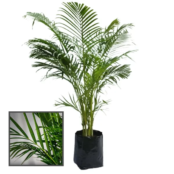 Areca_Palm_Air_Purifier_Ornamental_Plant
