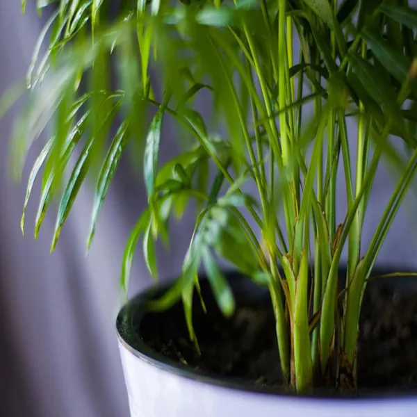 Areca_Palm_Air_Purifier_Ornamental_Plant