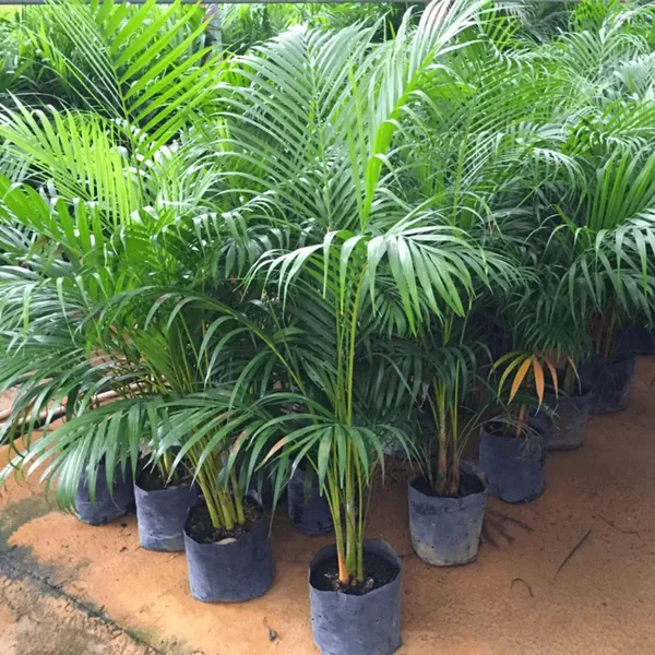 Areca_Palm_Air_Purifier_Ornamental_Plant