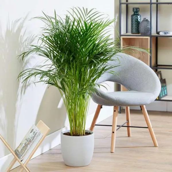 Areca_Palm_Air_Purifier_Ornamental_Plant