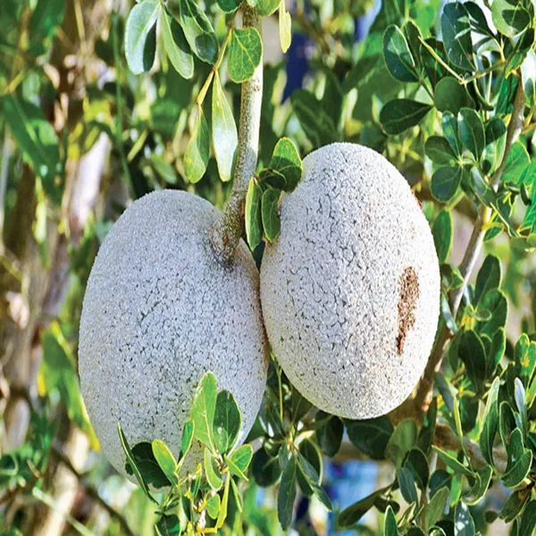 Thai_Wood_Apple_Kot_Bel_Grafted_Fruit_Plant