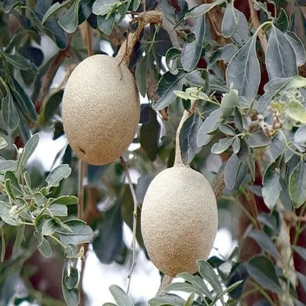 Thai_Wood_Apple_Kot_Bel_Grafted_Fruit_Plant