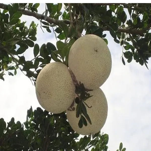 Thai_Wood_Apple_Kot_Bel_Grafted_Fruit_Plant