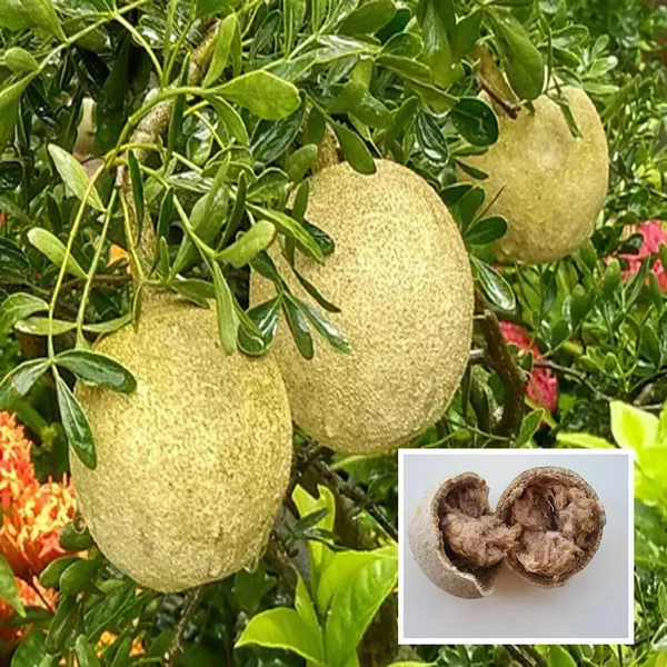 Thai_Wood_Apple_Kot_Bel_Grafted_Fruit_Plant
