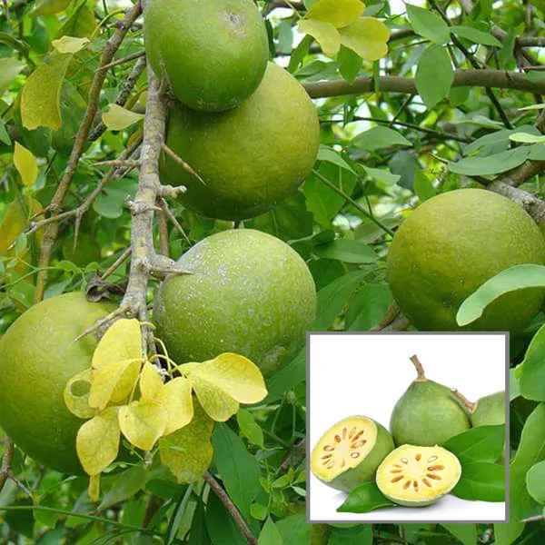 Thai_Bel_Bael_Bilva_Grafted_Fruit_Plant