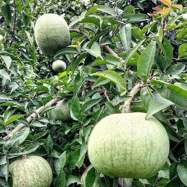 Thai_Bel_Bael_Bilva_Grafted_Fruit_Plant