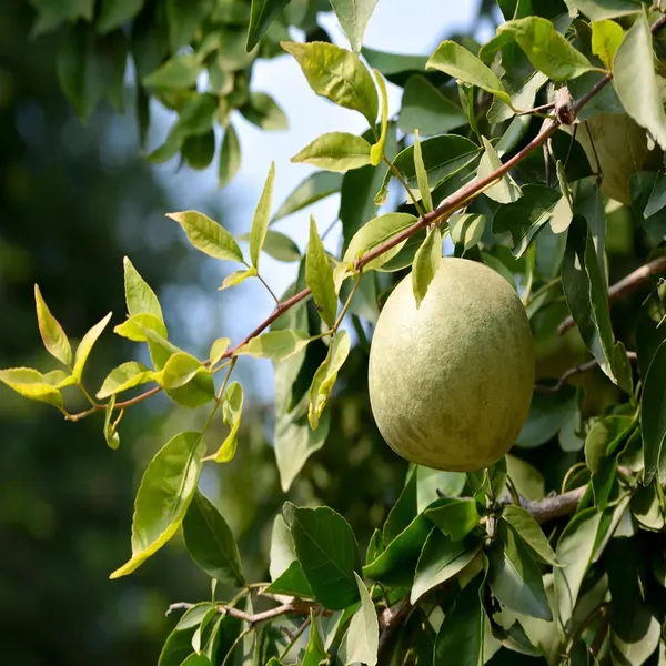 Thai_Bel_Bael_Bilva_Grafted_Fruit_Plant