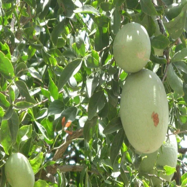 Thai_Bel_Bael_Bilva_Grafted_Fruit_Plant