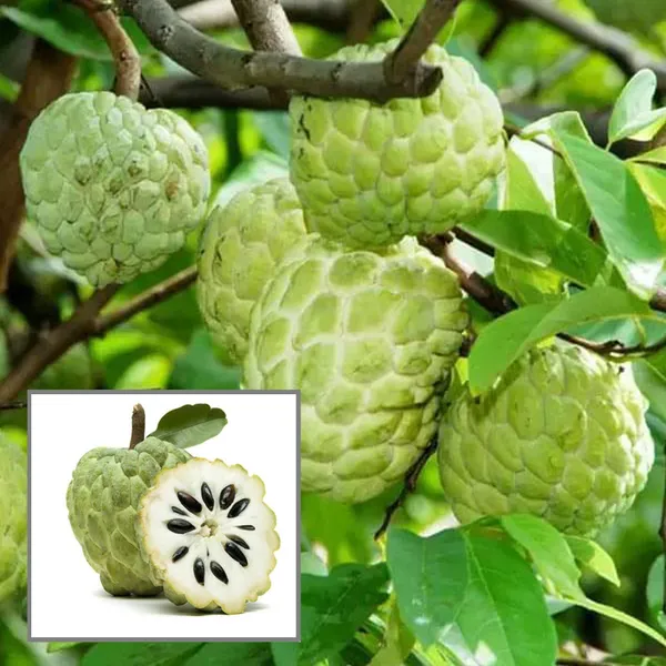 Balanagar_Custard_Apple_Sugar_Apple_Sitafal_Ata_Grafted_Fruit_Plant