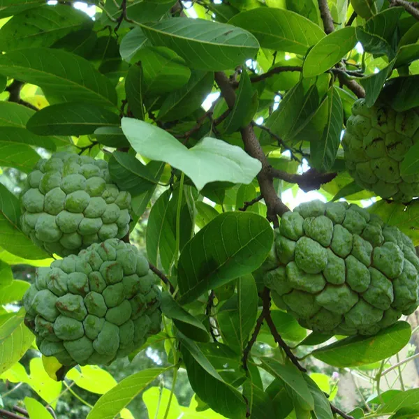 Balanagar_Custard_Apple_Sugar_Apple_Sitafal_Ata_Grafted_Fruit_Plant