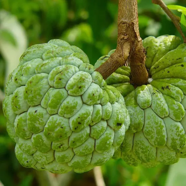 Balanagar_Custard_Apple_Sugar_Apple_Sitafal_Ata_Grafted_Fruit_Plant