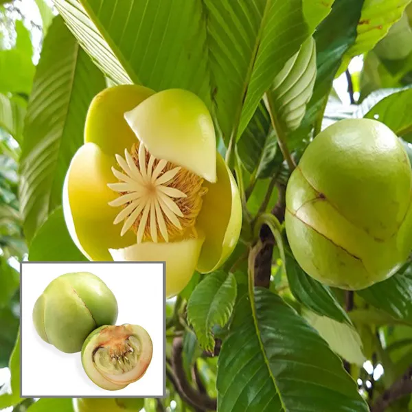 Elephant_Apple_Chalta_Dillenia_Indica_Fruit_Plant