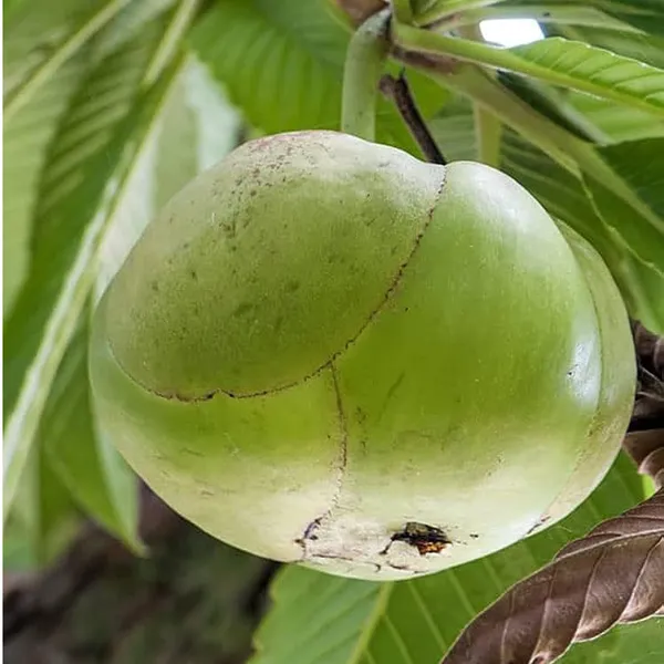 Elephant_Apple_Chalta_Dillenia_Indica_Fruit_Plant