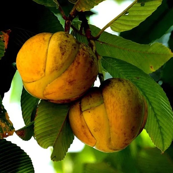 Elephant_Apple_Chalta_Dillenia_Indica_Fruit_Plant