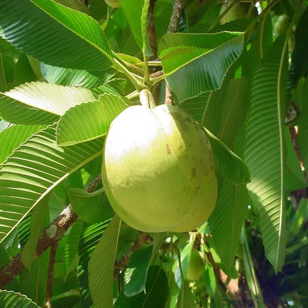 Elephant_Apple_Chalta_Dillenia_Indica_Fruit_Plant