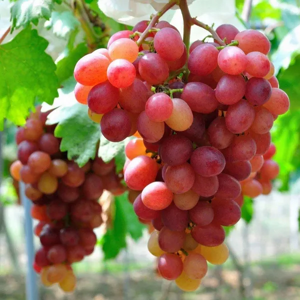 Red_Flame_Seedless_Grapes_Angoor_Layering_Grafted_Fruit_Plant