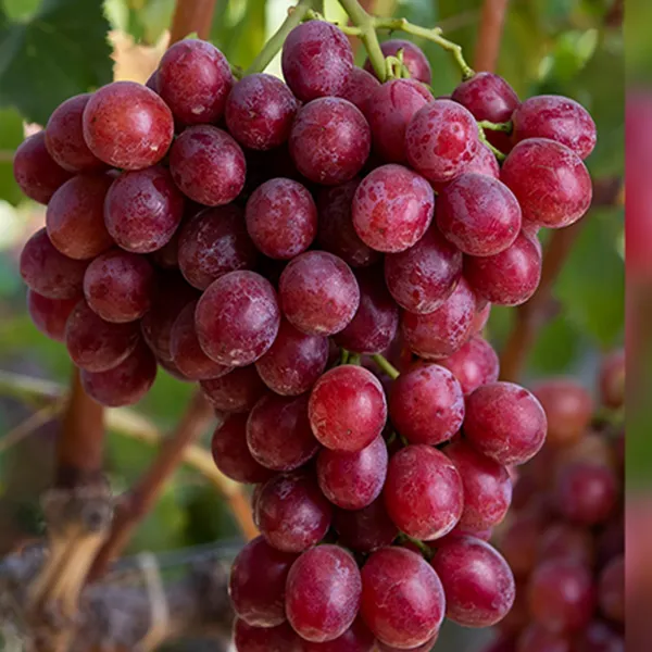 Red_Flame_Seedless_Grapes_Angoor_Layering_Grafted_Fruit_Plant
