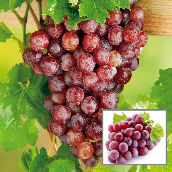 Red_Flame_Seedless_Grapes_Angoor_Layering_Grafted_Fruit_Plant