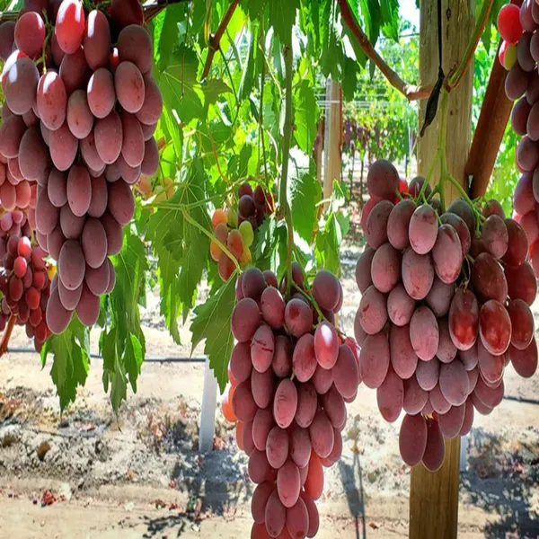 Red_Flame_Seedless_Grapes_Angoor_Layering_Grafted_Fruit_Plant
