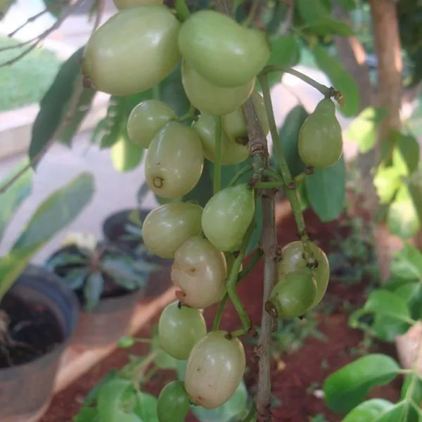 White_Jamun_Jambolan_Jam_Grafted_Fruit_Plant