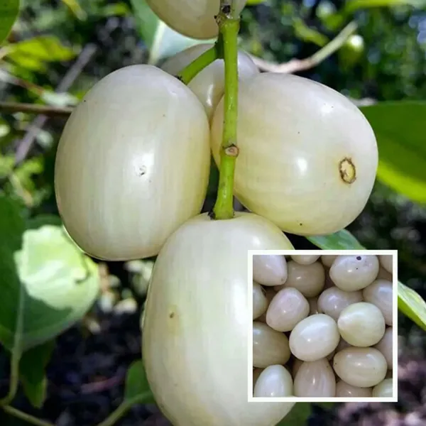 White_Jamun_Jambolan_Jam_Grafted_Fruit_Plant