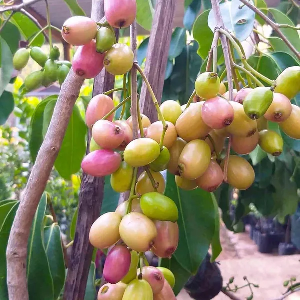 White_Jamun_Jambolan_Jam_Grafted_Fruit_Plant
