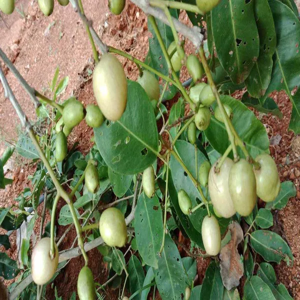White_Jamun_Jambolan_Jam_Grafted_Fruit_Plant