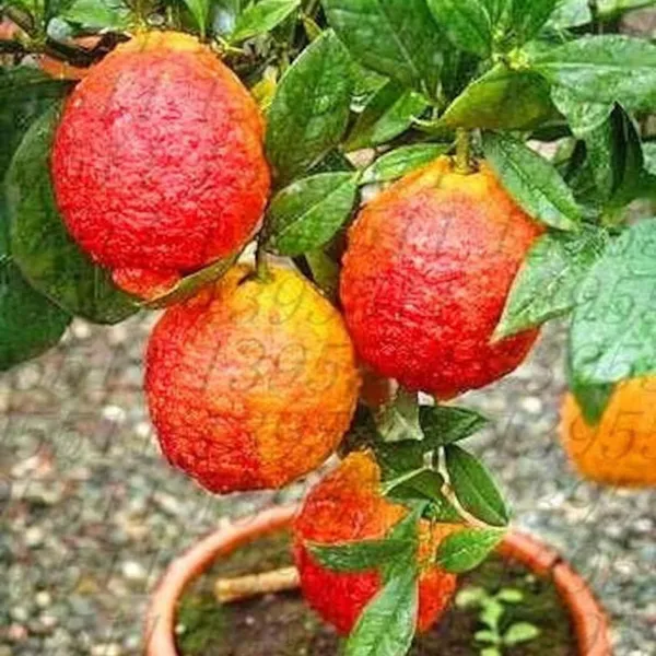 Nimbu_Red_Lemon_Lemon_Nimbu_Grafted_Fruit_Plant