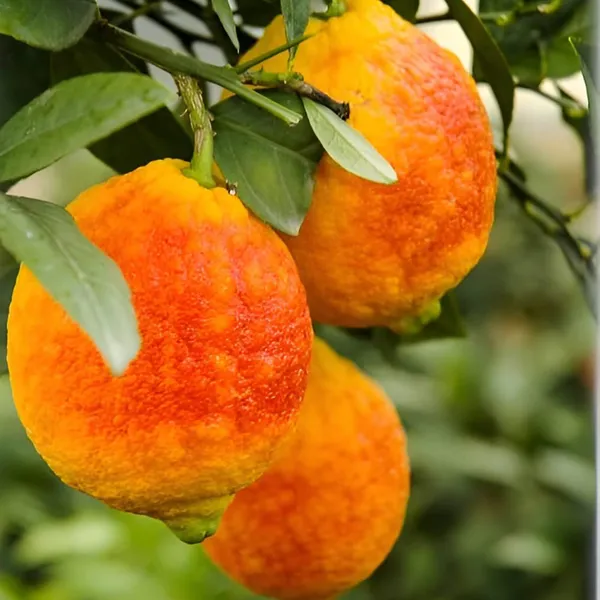 Nimbu_Red_Lemon_Lemon_Nimbu_Grafted_Fruit_Plant