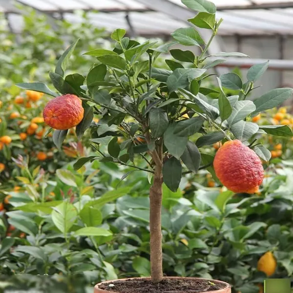 Nimbu_Red_Lemon_Lemon_Nimbu_Grafted_Fruit_Plant
