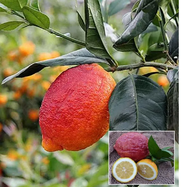 Nimbu_Red_Lemon_Lemon_Nimbu_Grafted_Fruit_Plant