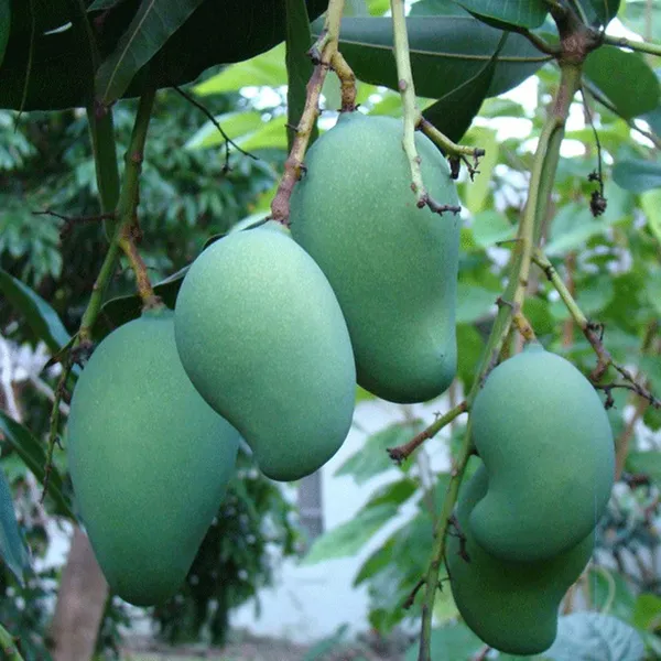 Mallika_Mango_Aam_Grafted_Fruit_Plant
