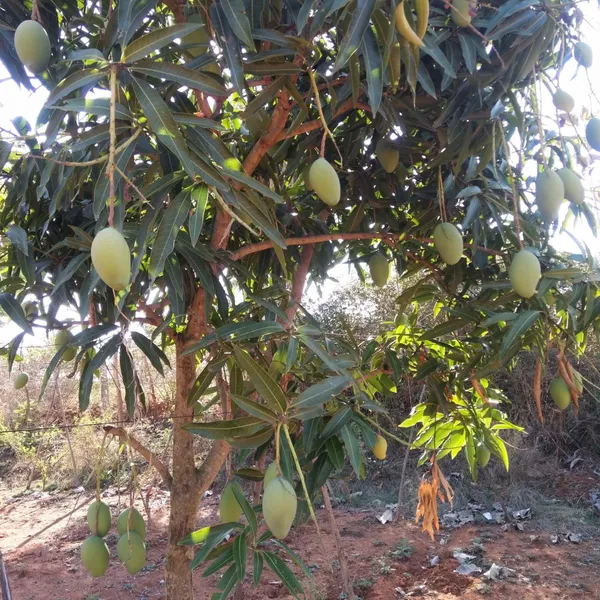 Mallika_Mango_Aam_Grafted_Fruit_Plant