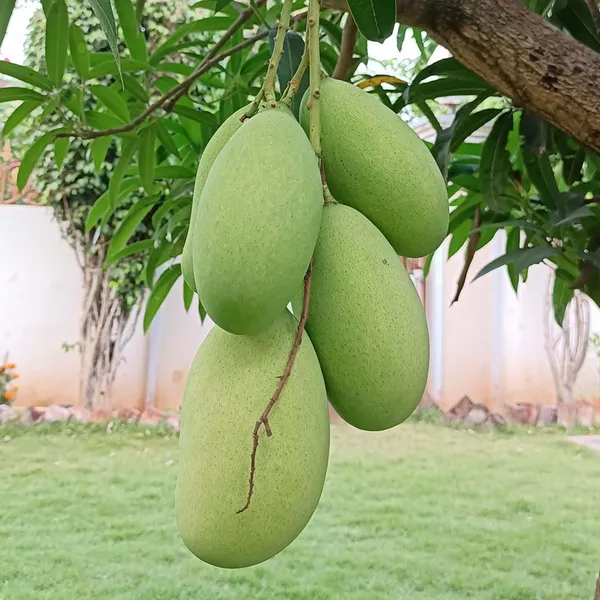 Mallika_Mango_Aam_Grafted_Fruit_Plant
