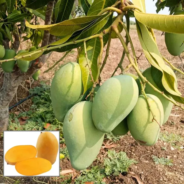 Mallika_Mango_Aam_Grafted_Fruit_Plant