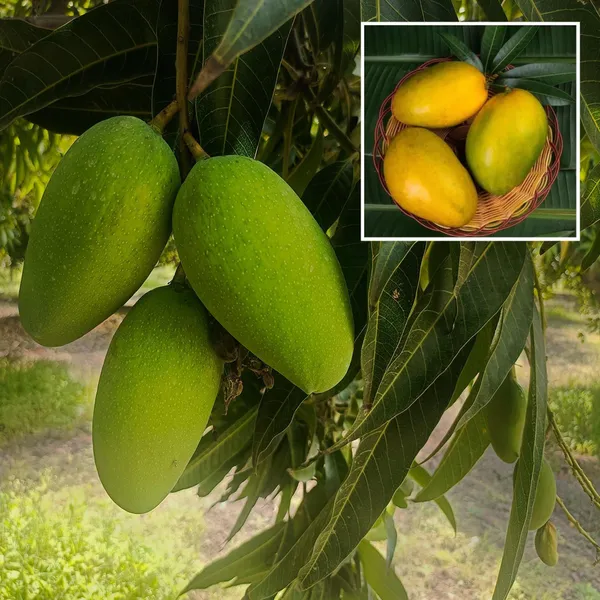Imam_Pasand_Himayat_Humayun_Pasand_Mango_Aam_Grafted_Fruit_Plant