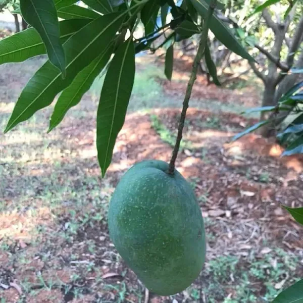 Imam_Pasand_Himayat_Humayun_Pasand_Mango_Aam_Grafted_Fruit_Plant